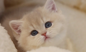 为什么有的猫咪视频很可爱？