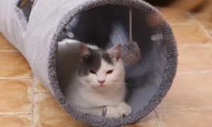 猫咪喜欢钻洞的原因是什么