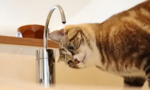 猫咪喝水为什么不排尿怎么回事