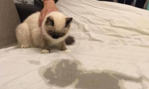 为什么猫咪总在床上尿怎么回事
