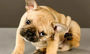 狗狗为什么耳朵抖动呢