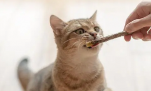 猫咪怎么磨牙