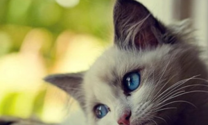 猫会因为难过哭吗