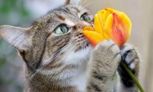 有猫的家庭不能养什么花
