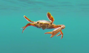 螃蟹可以在水里游吗