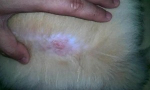 狗为什么会得真菌皮肤病