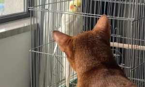 猫会吃笼子里的鹦鹉吗