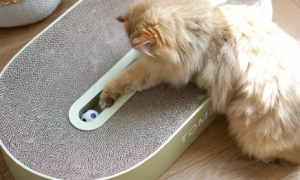 猫抓板是怎么生产的?