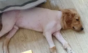 狗狗为什么要剃肚子毛呢