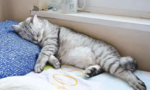 猫咪为什么活着舒服呢