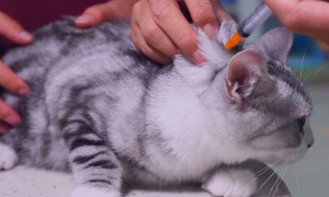 小猫为什么要打疫苗