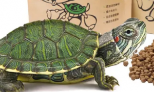 怎么喂巴西龟吃龟粮