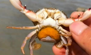 小螃蟹卵是什么样子