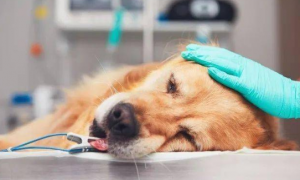 狗狗为什么会麻醉手术呢