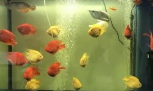 鱼缸水发黄怎么处理