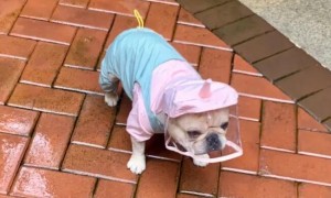 雨天狗狗为什么不能出去玩呢
