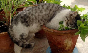 为什么猫咪爱找花盆睡觉的原因