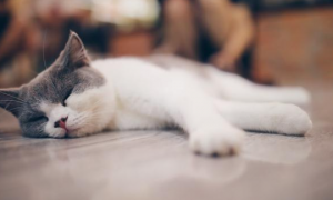 为什么猫咪会发出呼噜呼噜的声音