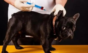 养狗必打的疫苗