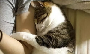 猫咪为什么在你旁边睡了呢