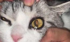 为什么猫咪会白内障症状呢