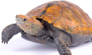 日本石龟的寿命