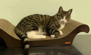 木板给猫猫做猫抓板好吗