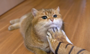 为什么猫咪不喜欢摸爪印