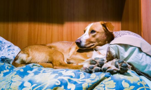 为什么狗狗喜欢睡床边