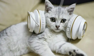 猫咪为什么喜欢抓耳机听歌呢