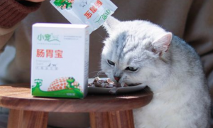 猫喂什么益生菌