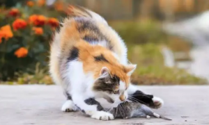 宠物猫为什么不吃老鼠