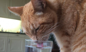 猫咪为什么很少喝水