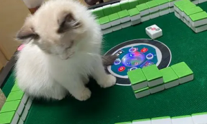 猫咪为什么打牌就叫个不停