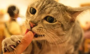 猫咪突然喜欢舔人为什么呢