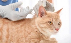 猫的核心疫苗有哪些