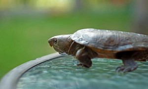 鹰嘴龟国际保护级别