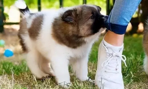 小狗狗为什么喜欢抱着东西咬呢