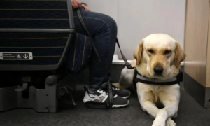 为什么要带狗狗上高铁呢