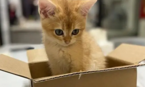 猫咪为什么这么喜欢钻箱子里面