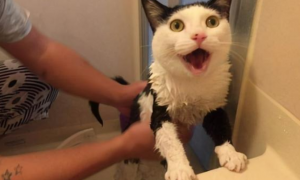 猫咪怕肥皂吗为什么呢