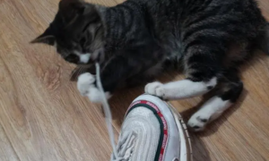 猫咪为什么喜欢咬我的鞋带子