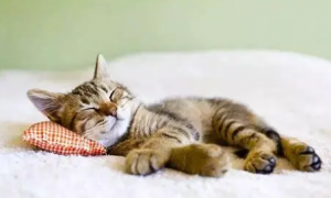 冬天猫咪为什么会嗜睡呢
