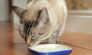 猫咪喝水用塑料碗会黑下巴吗