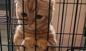 把猫咪关在笼子里是为什么