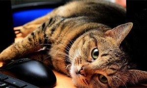 为什么猫咪喜欢趴在猫身上