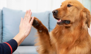 狗狗为什么喜欢摸爪子呢