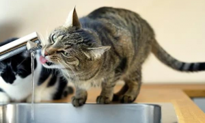 猫咪喝水为什么总是想吐恶心