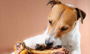 狗狗可以吃熟骨头吗为什么呢