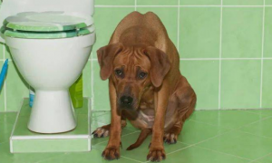为什么狗狗拒绝上厕所